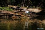 Aigrette garzette